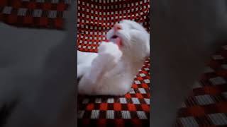 Funny cat owl reaction Profile