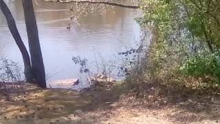 Turtles