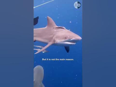 Why Do Bull Sharks Attack: The Science Behind Their Behavior - YouTube