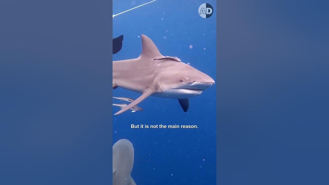 Why Do Bull Sharks Attack: The Science Behind Their Behavior - YouTube