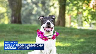 Shelter Me: Polly is looking for a family to call her own