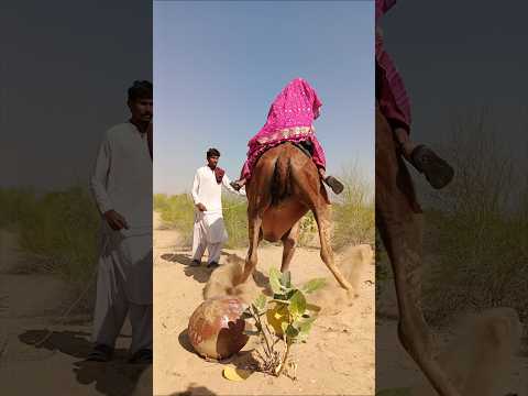 م ش ه د ج م يل ا م ر أ ة ر يف ي ة ت ر ك ب ع ل ى ظ ه ر ال ج م ل و ت س ت م ت ع ب الر ح ل ة