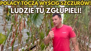 Wyścig szczurów w Holandii! Polak Polakowi wilkiem…