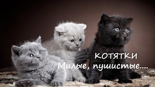 Котята - милые, пушистые! Котята - милые, пушистые!