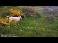 ENGLISH POINTER BENNELI EXTREAM HUNTER CLUB. متعة الصيد على كلاب البونتر