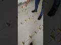 3mm Tiles Clip Floor Tiles Fitting Granite Tiles Mstiles Short Video Tiles Home