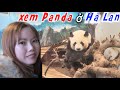 Dinh th 190 t ca gu trc ti h lan c g c bit  xem panda  h lan cng sarah nguyen