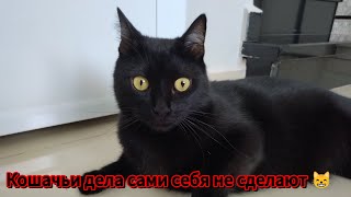 Играть оно конечно хорошо, но Кошачьи дела сами себя не сделают 😸