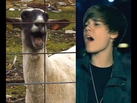 Justin Bieber Baby Goat Remix (Best) - YouTube
