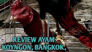 Download Lagu REVIEW AYAM KOYNGON, BANGKOK, DAN ANAKAN YANG SUDAH TERBOKING MP3
