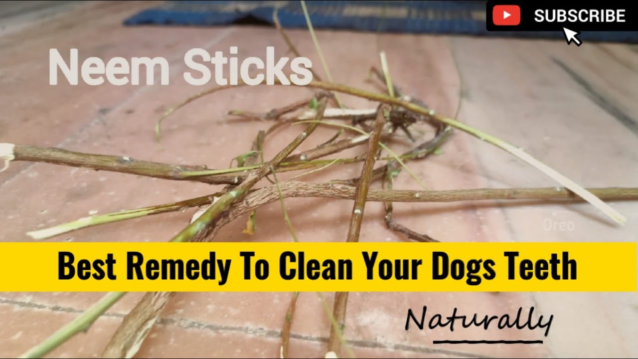 How To Clean Your Dogs Teeth Easily Neem Sticks itzoreothelabrador
