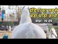 Faridkot horse show 2019-नहीं देखा तो देख लो इंडिया के सबसे बड़े घोड़े हाथी को