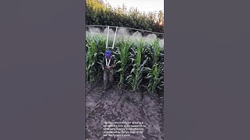 Farmer Spraying Cornfield at Sunset