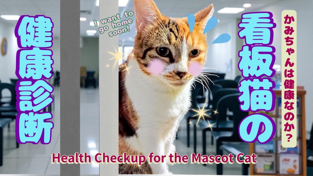 看板猫かみちゃんの健康診断(Mascot cat Kamichan's health checkup
