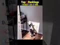 A naughty dog at home #funny #funnyprank #football #funnymoments #silly #comedy #fun #memes #prank