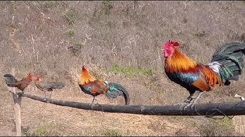 Muag qaib dib cuab tuaj zoo 2020