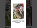 【神回】感情込めてボケてにアフレコしたらヤバすぎた【第869弾】#shorts