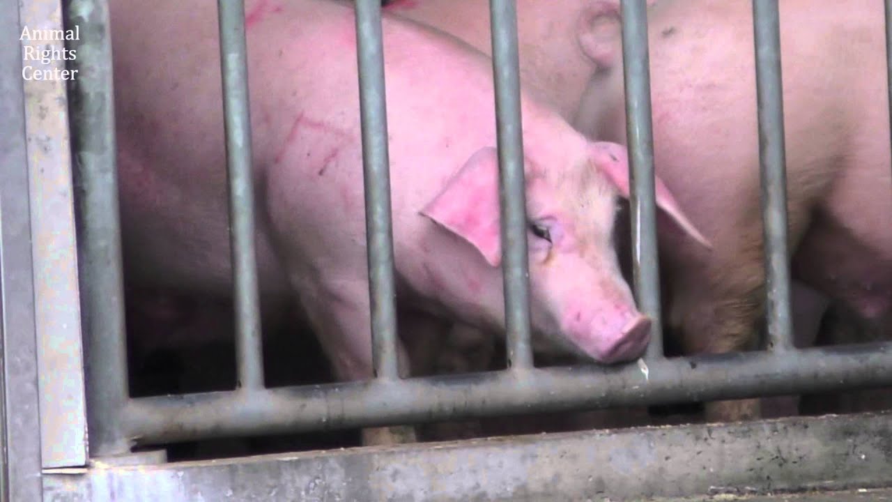 犬山玉姬 スーパーに並ぶお肉の顔