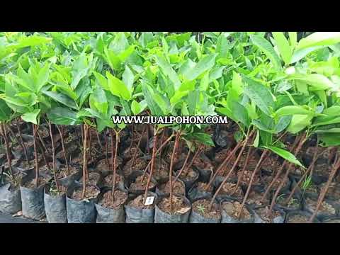 Jual Bibit Jambu Air Kingrose Berkualitas, Pesan Sekarang!