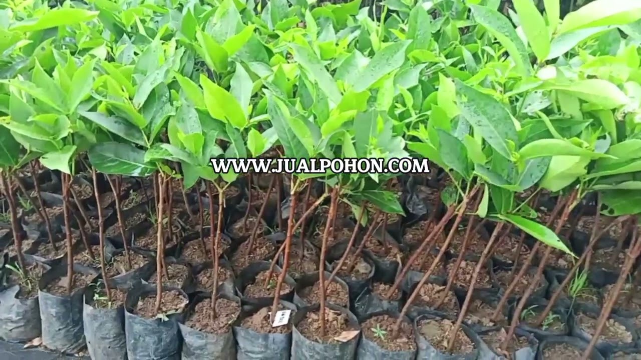 Jual Bibit Jambu Air Kingrose Berkualitas, Pesan Sekarang!