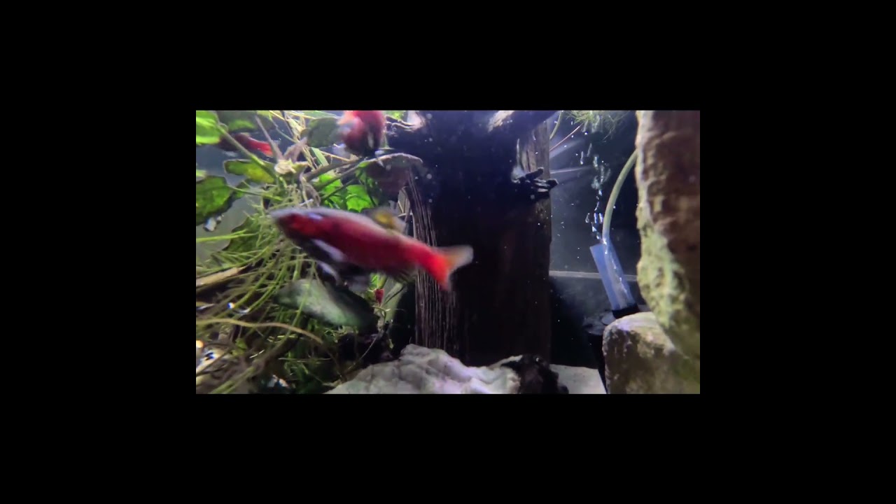 Relaxation Best Fish For Unheated Aquariums #plantedtank