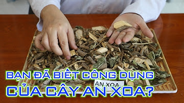 CÔNG DỤNG CỦA CÂY AN XOA #anxoaanhoa #anhoahung #cayanxoa