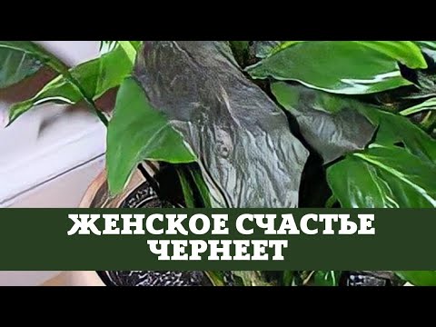 Спатифиллум (женское счастье) чернеют листья, причины