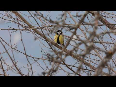 დიდი წივწივა