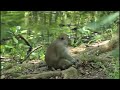 Mangrove Monkeys in North Jakarta Short Take