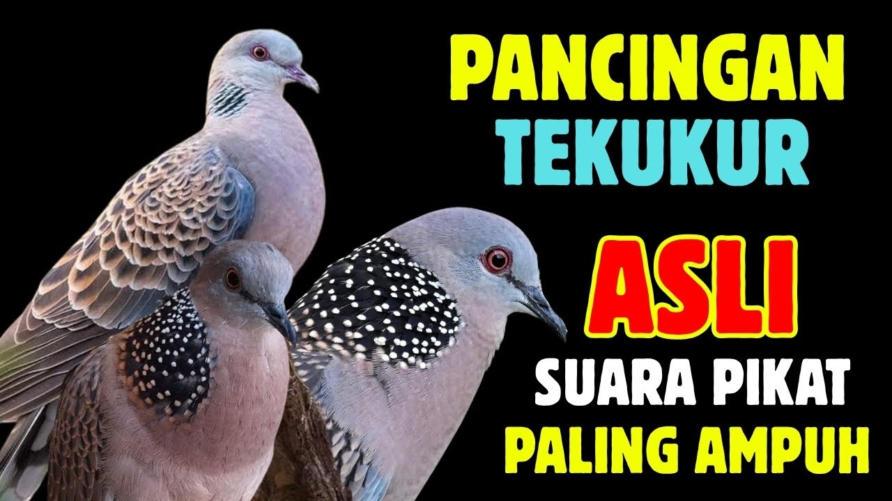 Suara Tekukur Gacor Terbaru 2025 Cocok Untuk Pancingan Dan Pikat | SUARA TEKUKUR ALAM
