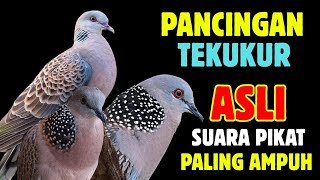 Suara Tekukur Gacor Terbaru 2025 Cocok Untuk Pancingan Dan Pikat | SUARA TEKUKUR ALAM