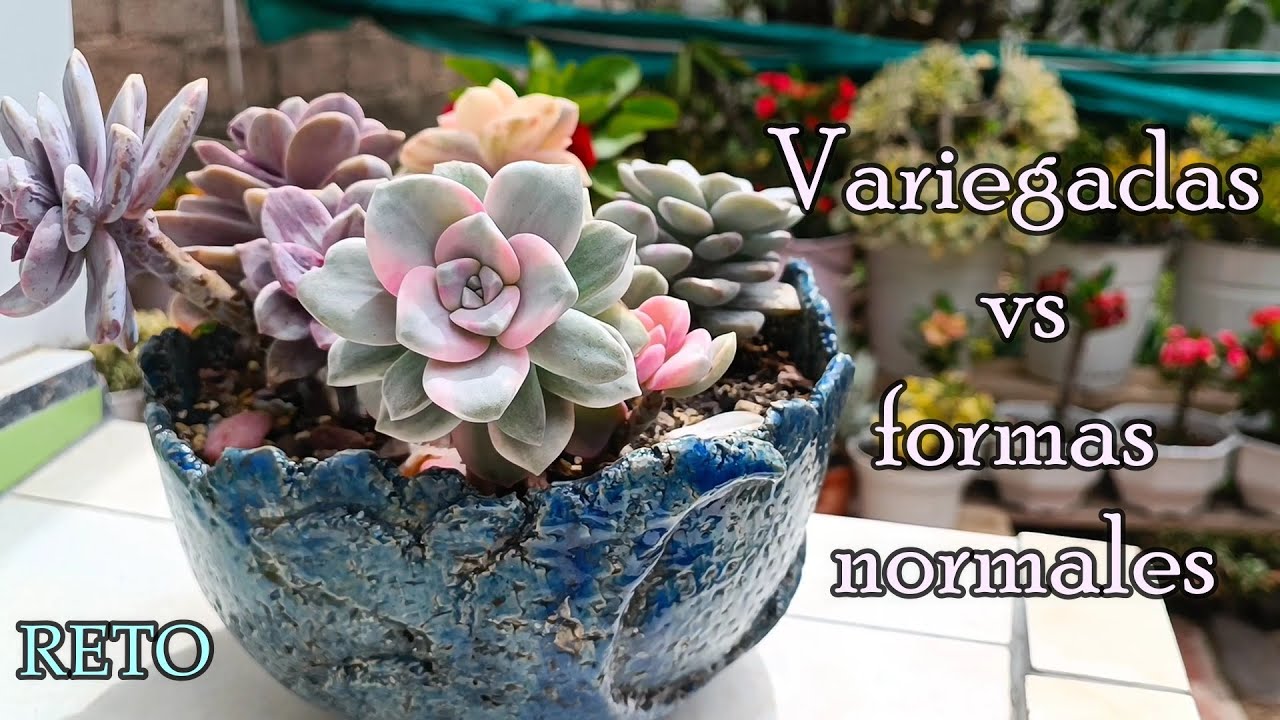 10 VARIEGADAS Y SUS FORMAS NORMALES #RETO #suculentas #variegata