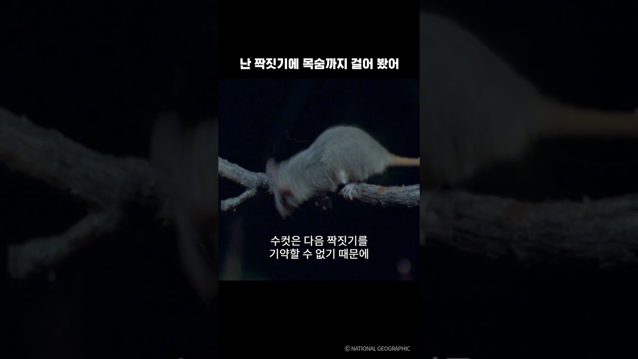 난 짝짓기에 목숨까지 걸어 봤어