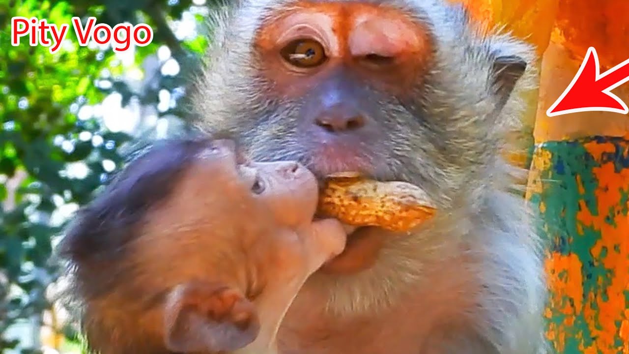 Poor baby Vigo trying hard to grab food from mother to eat but not care about her baby Vigo | WS