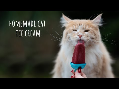 Can Cats Eat Ice Cream? A Guide by The Happy Cat Site