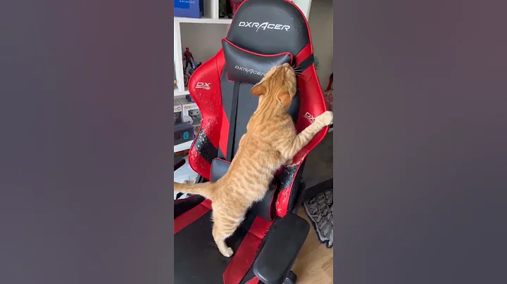 Watch the video about Funny Animals Shorts 160