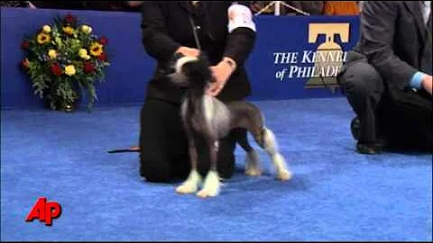 John O'Hurley hosts The National Dog Show