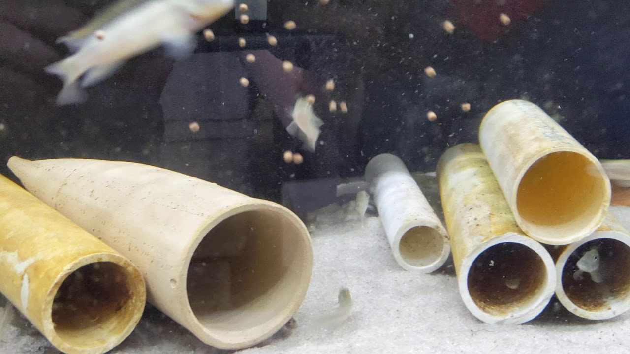 Slender Buffalo Head Feeding Frenzy (Steatocranus tinanti)