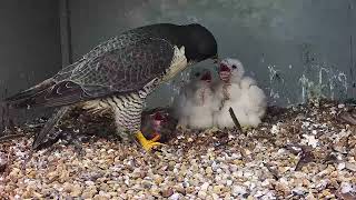 7th May 2024 Feed by Cromer Peregrines 267 views 1 month ago 12 minutes, 56 seconds