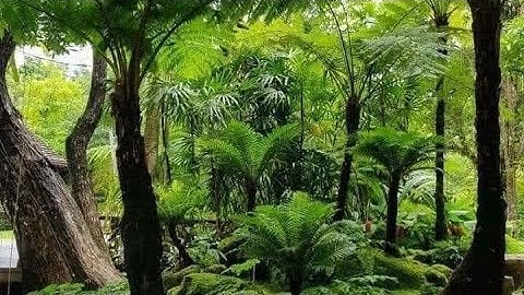 Trồng cây dương xỉ cổ đại