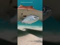 Shocks prey with 220 volts. Living taser 🔌⚡ #electricray #deepsea #AI