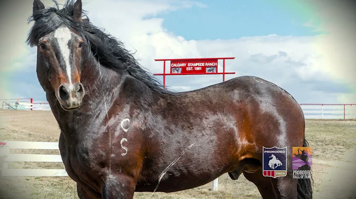 2020 ProRodeo Hall of Fame Inductee G-65 Grated Coconut