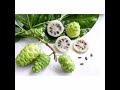 فاكهة النوني Noni Fruit او Morinda Citrifolia فاكهة النوني Noni Fruit او Morinda Citrifolia