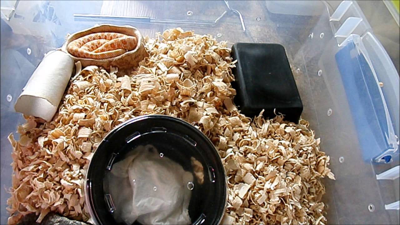 roach killer Hognose Feeding and Moist Hides