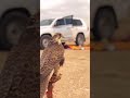 غيم العنا من دون شوفك برق لي 