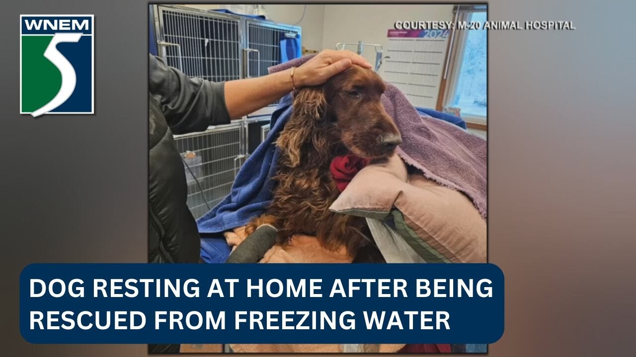 Dog resting at home after being rescued from freezing river - YouTube