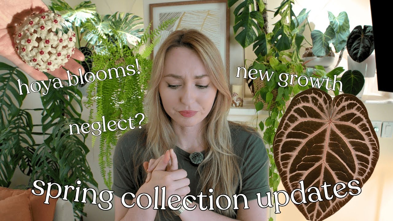 LOTS of spring updates 🌸 collection walk-thru, hoya blooms, plant neglect?