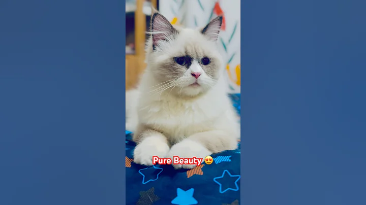Watch the video about Ragdoll Beauty ❤️ #ragdoll #cat