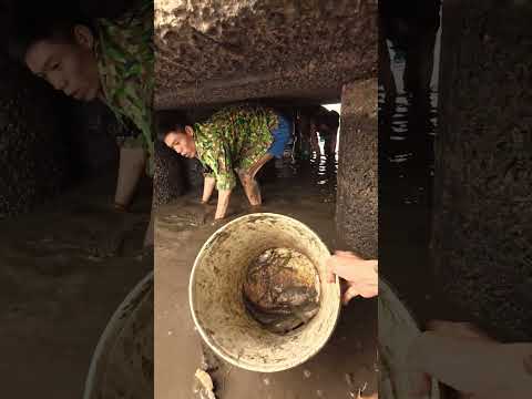 Tát cá ngoài đồng _ T2 #caođàitổng #fishing