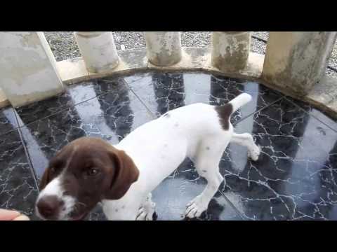 კურცჰაარი ლედი 2 თვის.